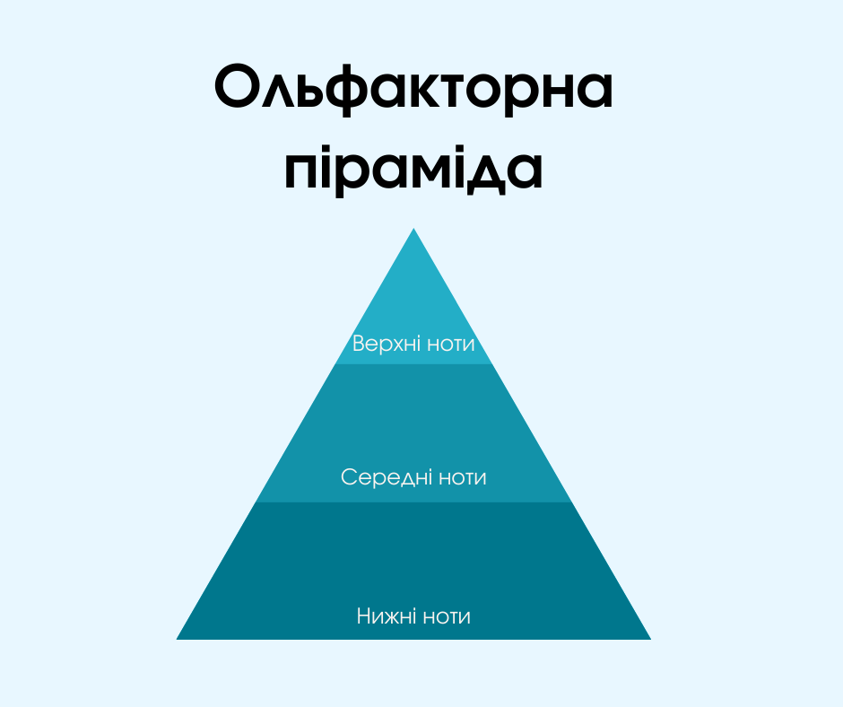  Що таке ольфакторна піраміда  